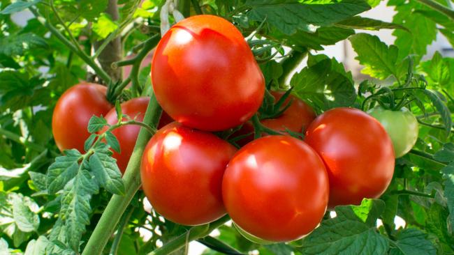 Growing Tomato Plants: Planting, Growing, and Harvesting Tomatoes